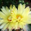 07 _Coryphantha _echinoidea _SB26 _16